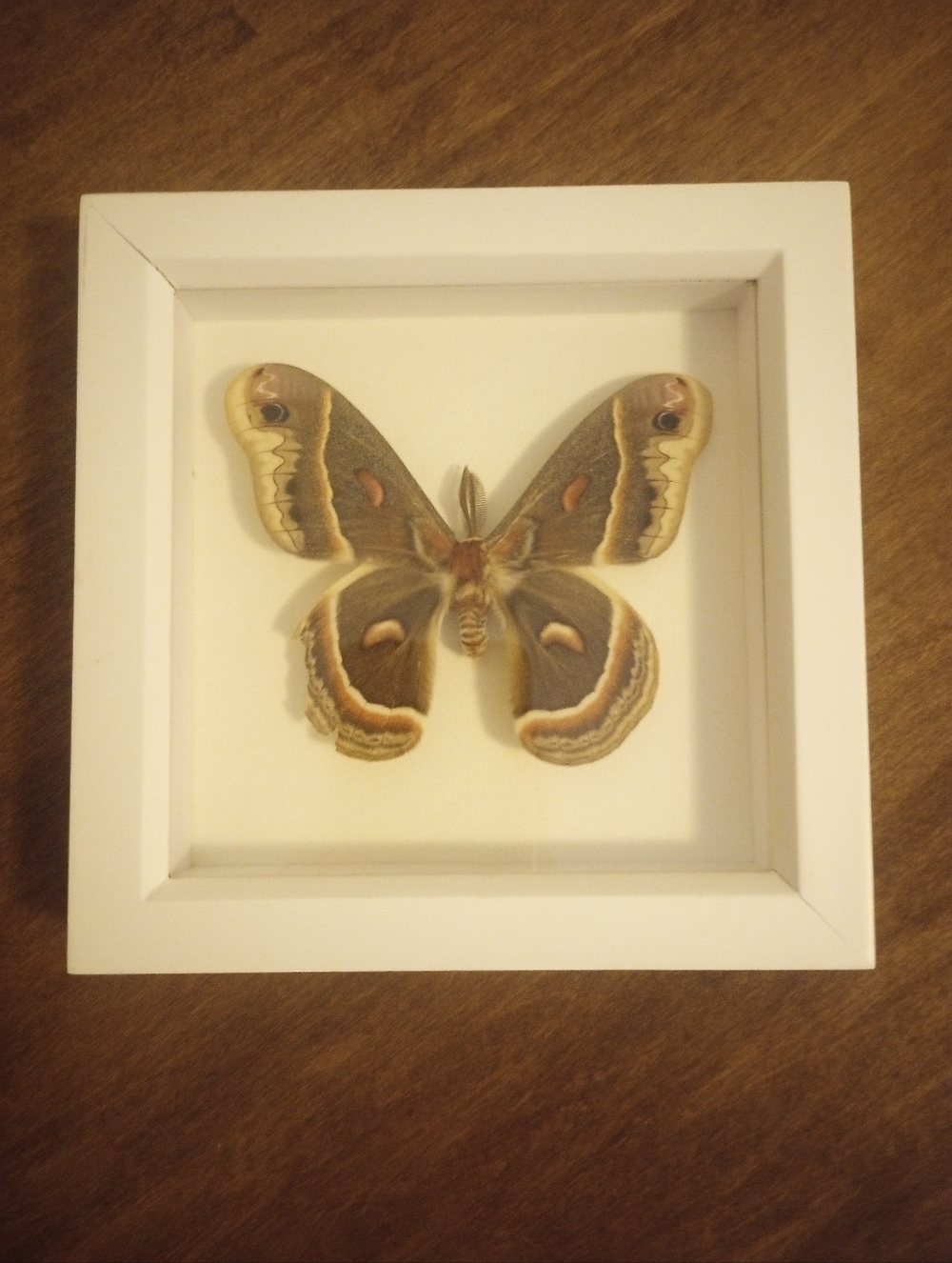 Framed Cecropia Moth